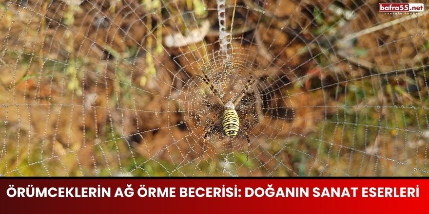 Örümceklerin Ağ Örme Becerisi: Doğanın Sanat Eserleri