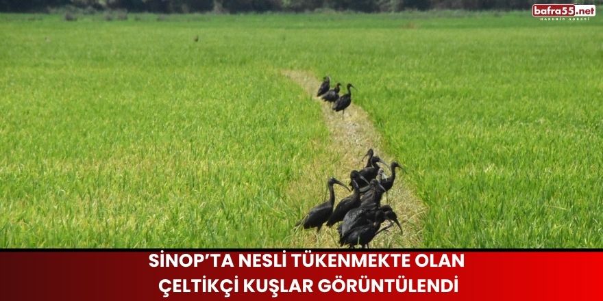 Sinop’ta Nesli Tükenmekte Olan Çeltikçi Kuşlar Görüntülendi