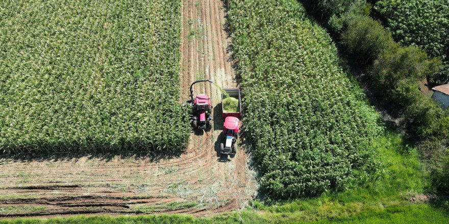 Samsun, Yem Bitkisi Üretiminde Türkiye’nin Liderlerinden