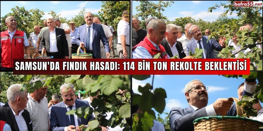 Samsun'da fındık hasadı: 114 bin ton rekolte beklentisi