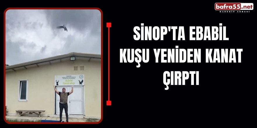 Sinop'ta ebabil kuşu yeniden kanat çırptı