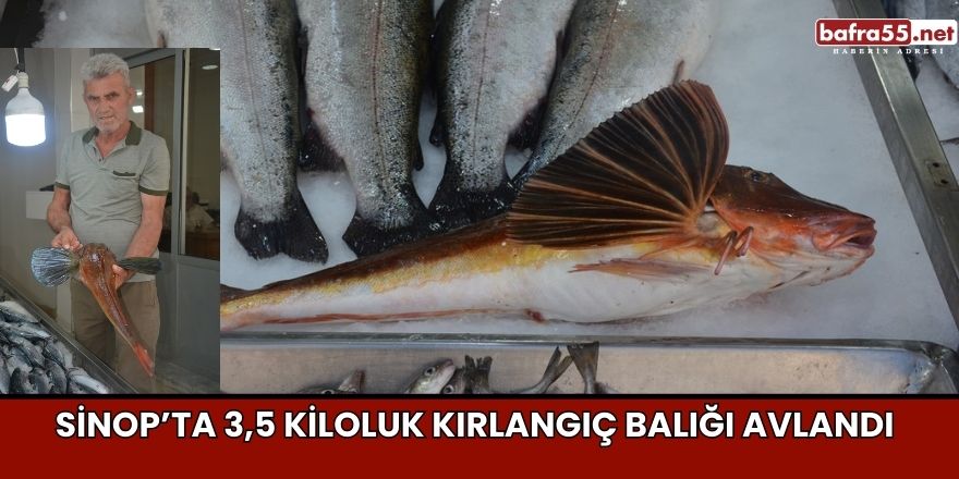 Sinop’ta 3,5 kiloluk kırlangıç balığı avlandı