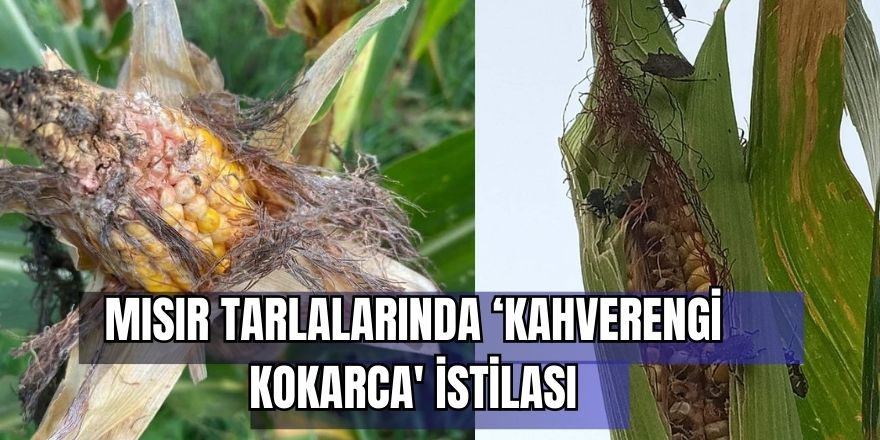 Mısır tarlalarında ‘kahverengi kokarca' istilası