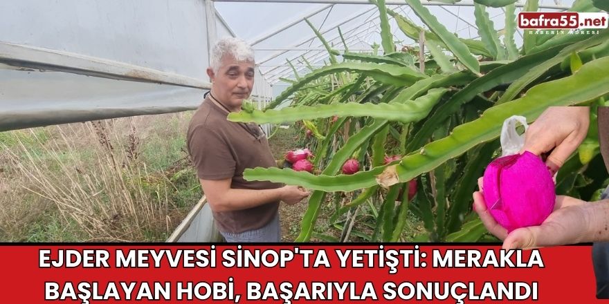 Ejder Meyvesi Sinop'ta Yetişti: Merakla Başlayan Hobi, Başarıyla Sonuçlandı