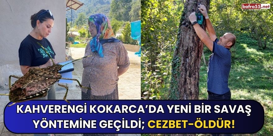 Kahverengi Kokarca’da yeni bir savaş yöntemine geçildi; cezbet-öldür!