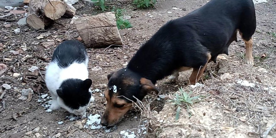 Kedi ve köpek, didişmek yerine dost olmayı seçti