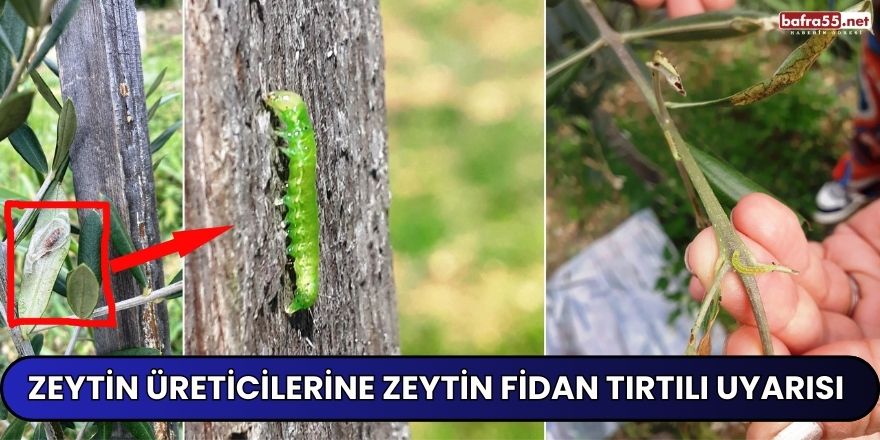 Zeytin Üreticilerine Zeytin Fidan Tırtılı Uyarısı