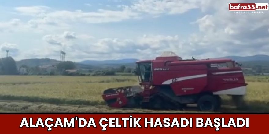 Alaçam'da Çeltik Hasadı Başladı