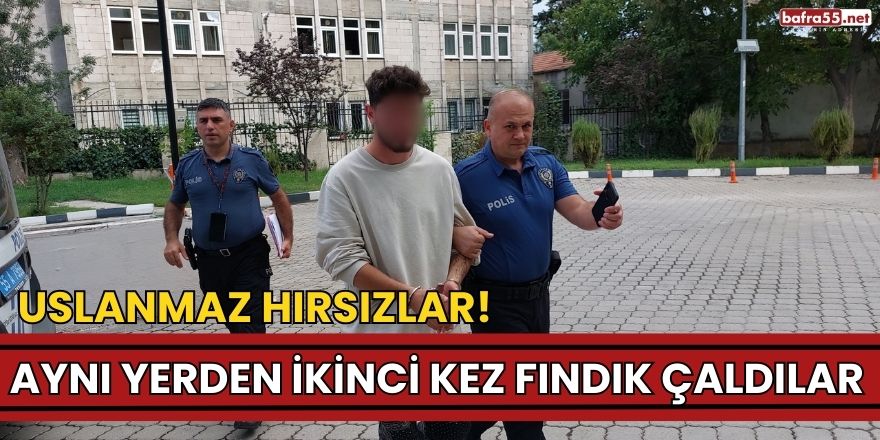 Aynı yerden ikinci kez fındık çaldılar