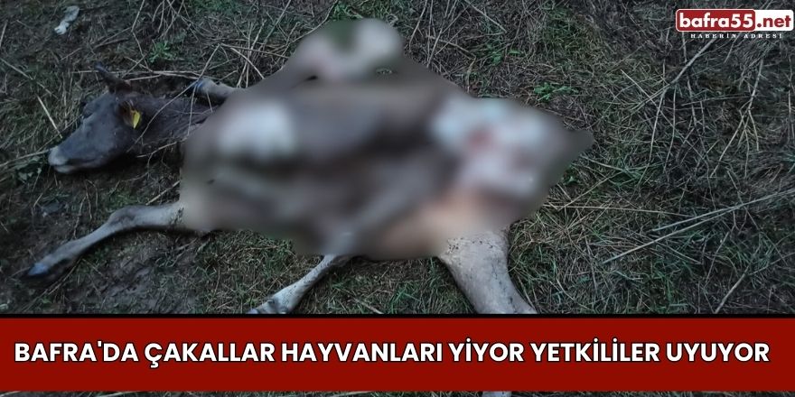 Bafra'da Çakallar Hayvanları Yiyor Yetkililer Uyuyor