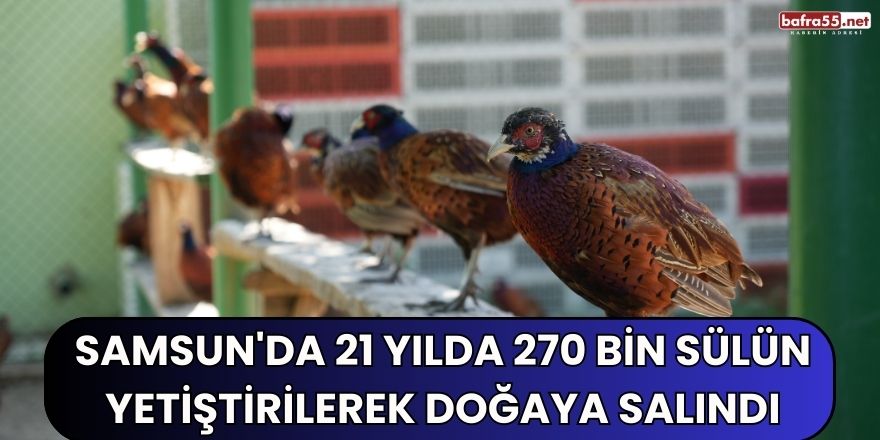 Samsun'da 21 yılda 270 bin sülün yetiştirilerek doğaya salındı