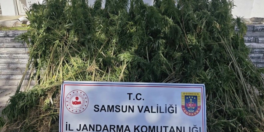 Samsun'da jandarma 728 kök kenevir bitkisi ele geçirdi