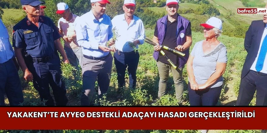 Yakakent’te AYYEG Destekli Adaçayı Hasadı Gerçekleştirildi