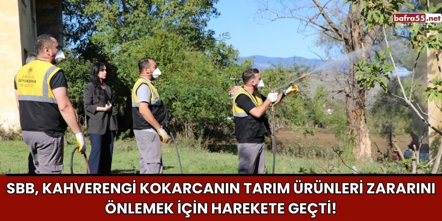 SBB, Kahverengi Kokarcanın Tarım Ürünleri Zararını Önlemek İçin Harekete Geçti!