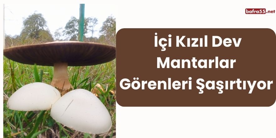 İçi Kızıl Dev Mantarlar Görenleri Şaşırtıyor