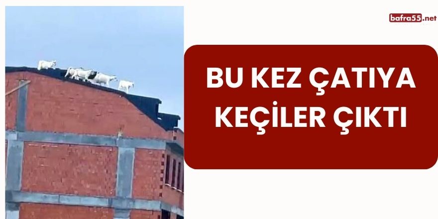 Bu Kez Çatıya Keçiler Çıktı!