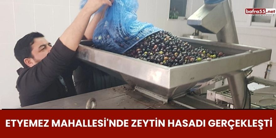 Etyemez Mahallesi'nde Zeytin Hasadı Gerçekleşti