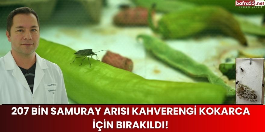 207 Bin Samuray Arısı Kahverengi Kokarca İçin Bırakıldı!