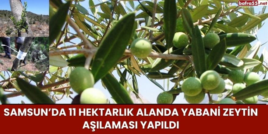 Samsun’da 11 hektarlık alanda yabani zeytin aşılaması yapıldı