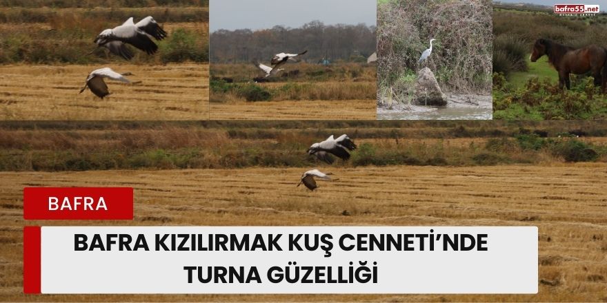 Bafra Kızılırmak Kuş Cenneti’nde Turna Güzelliği