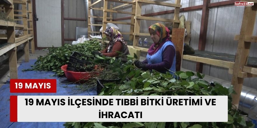 19 Mayıs İlçesinde Tıbbi Bitki Üretimi ve İhracatı