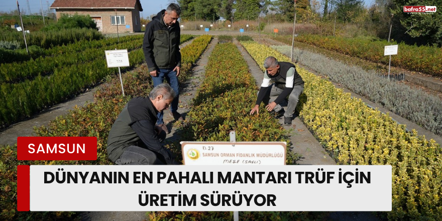 Dünyanın En Pahalı Mantarı Trüf İçin Üretim Sürüyor