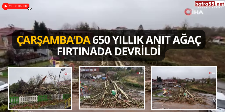 Çarşamba’da 650 Yıllık Anıt Ağaç Fırtınada Devrildi