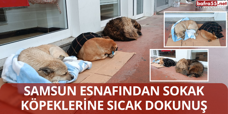 Samsun Esnafından Sokak Köpeklerine Sıcak Dokunuş