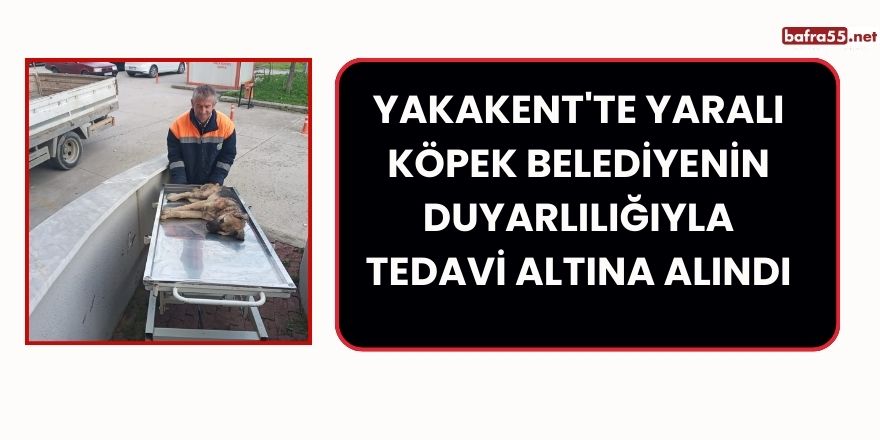 Yakakent'te Yaralı Köpek Belediyenin Duyarlılığıyla Tedavi Altına Alındı