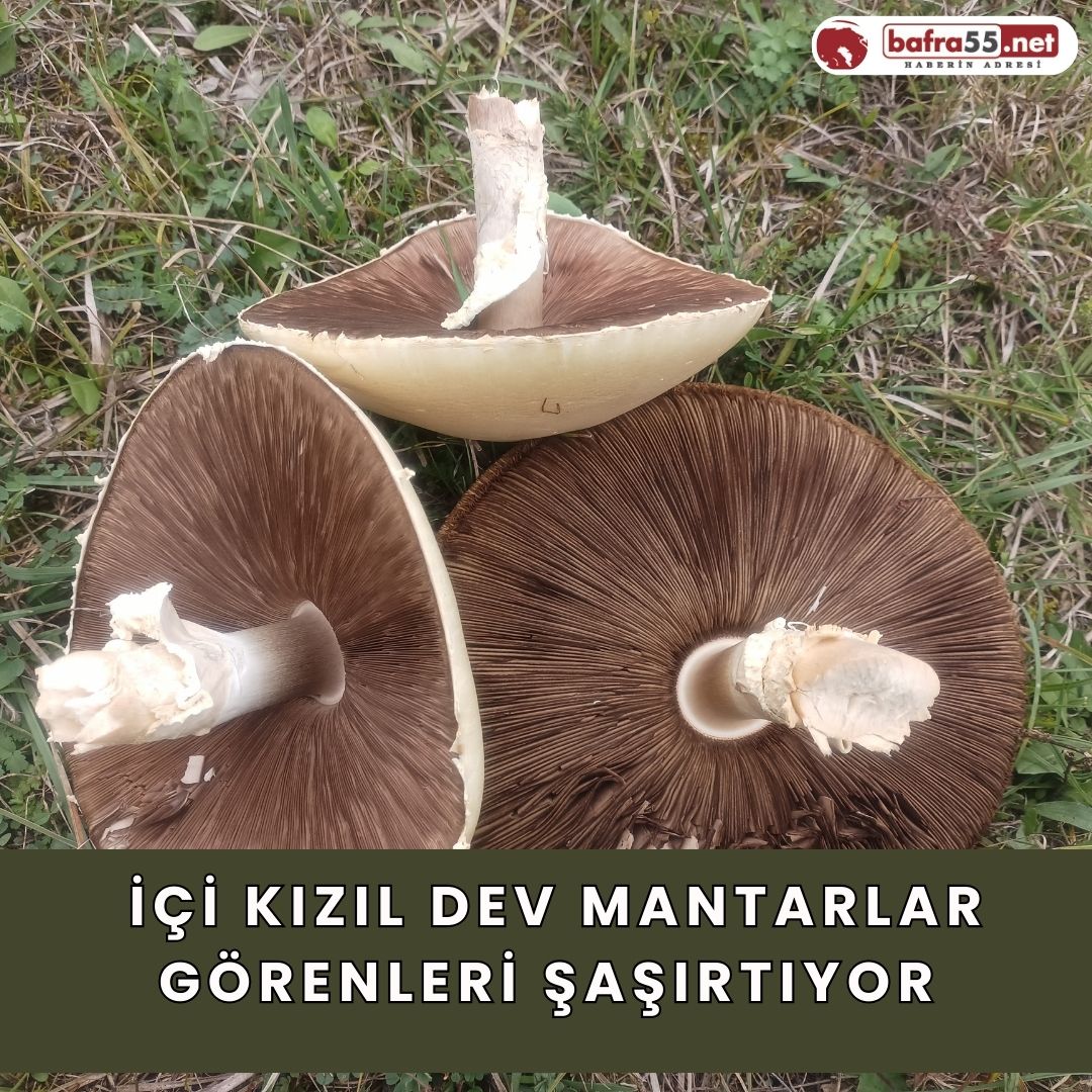  İçi Kızıl Dev Mantarlar Görenleri Şaşırtıyor