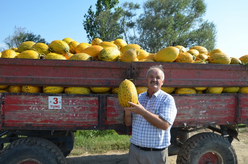 bafrada-15-bin-donum-uzerine-kavun-hasadi-basladi-003.JPG