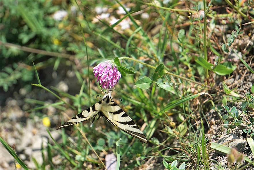 bafrada-zebra-catal-kuyruklu-kelebek-goruntulendi-1.jpg