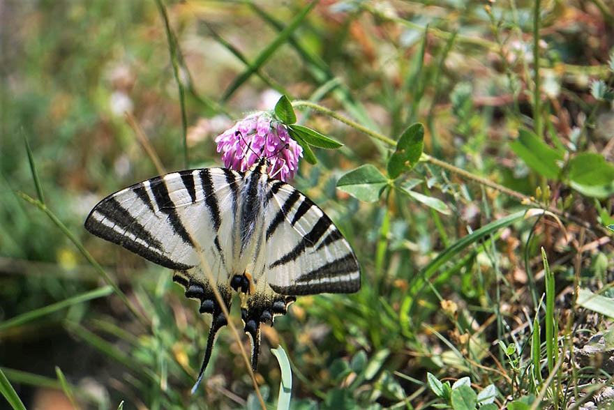 bafrada-zebra-catal-kuyruklu-kelebek-goruntulendi-2.jpg