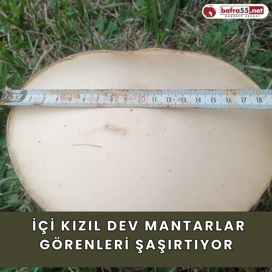  İçi Kızıl Dev Mantarlar Görenleri Şaşırtıyor