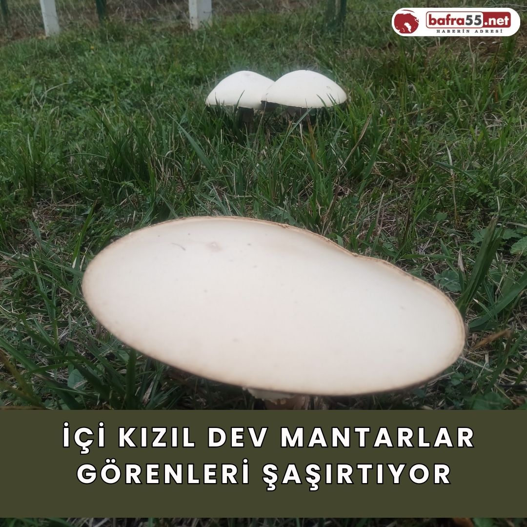 ici-kizil-dev-mantarlar-gorenleri-sasirtiyor-003.jpg